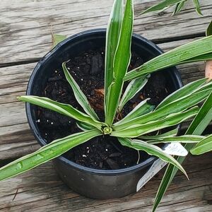 Green and White Potted Spider Plant